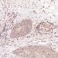 Anti-CDC42 Rabbit Monoclonal Antibody