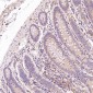 Anti-CDC42 Rabbit Monoclonal Antibody