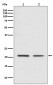 Anti-CDC42 Rabbit Monoclonal Antibody