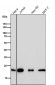 Anti-CDC42 Rabbit Monoclonal Antibody