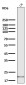 Anti-CDC42 Rabbit Monoclonal Antibody