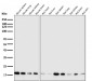 Anti-CDC42 Rabbit Monoclonal Antibody