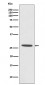 Anti-CDCA3 Rabbit Monoclonal Antibody