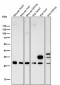 Anti-CDCA3 Rabbit Monoclonal Antibody