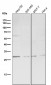 Anti-CDCA3 Rabbit Monoclonal Antibody