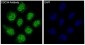 Anti-CDC34/Ubch3 Rabbit Monoclonal Antibody