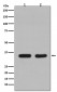 Anti-CDC34/Ubch3 Rabbit Monoclonal Antibody