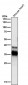 Anti-CDC34/Ubch3 Rabbit Monoclonal Antibody