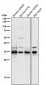 Anti-CDC34/Ubch3 Rabbit Monoclonal Antibody