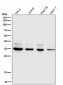 Anti-CDC34/Ubch3 Rabbit Monoclonal Antibody