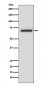 Anti-A-RAF Rabbit Monoclonal Antibody