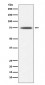 Anti-Hsp75 TRAP1 Rabbit Monoclonal Antibody