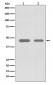Anti-Cdc37 Rabbit Monoclonal Antibody