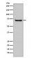 Anti-HSPA2 Rabbit Monoclonal Antibody