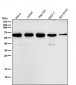 Anti-MMP13 Rabbit Monoclonal Antibody