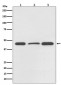 Anti-DUSP1/Mkp 1 Rabbit Monoclonal Antibody