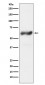 Anti-c-Fos Rabbit Monoclonal Antibody