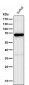 Anti-c-Fos Rabbit Monoclonal Antibody