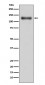 Anti-LAMP1/Cd107A Rabbit Monoclonal Antibody