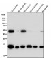 Anti-PRDX1/Peroxiredoxin 1 Rabbit Monoclonal Antibody