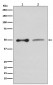 Anti-EBP50 SLC9A3R1 Rabbit Monoclonal Antibody