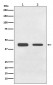 Anti-BMP11 GDF11 Rabbit Monoclonal Antibody