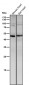 Anti-BMP11 GDF11 Rabbit Monoclonal Antibody