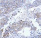 Anti-VAMP8/Endobrevin Rabbit Monoclonal Antibody