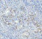 Anti-VAMP8/Endobrevin Rabbit Monoclonal Antibody