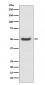 Anti-PDIA6/Erp5 Rabbit Monoclonal Antibody