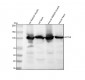Anti-ACTN2 Rabbit Monoclonal Antibody