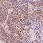 Anti-Dnmt1 Rabbit Monoclonal Antibody