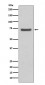 Anti-ABCG2/Bcrp Rabbit Monoclonal Antibody