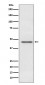 Anti-PDHA1/Pdh E1Alpha Rabbit Monoclonal Antibody