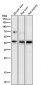 Anti-PDHA1/Pdh E1Alpha Rabbit Monoclonal Antibody