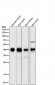 Anti-PDHA1/Pdh E1Alpha Rabbit Monoclonal Antibody