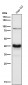 Anti-PDHA1/Pdh E1Alpha Rabbit Monoclonal Antibody