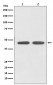Anti-AGTR1 Rabbit Monoclonal Antibody