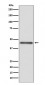 Anti-HLA G Rabbit Monoclonal Antibody