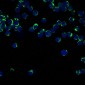 Anti-CD147 BSG Rabbit Monoclonal Antibody