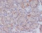 Anti-CD147 BSG Rabbit Monoclonal Antibody