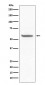 Anti-CD147 BSG Rabbit Monoclonal Antibody