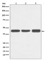 Anti-Actin ACTA1 Rabbit Monoclonal Antibody