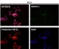 Anti-Bcl-2 Rabbit Monoclonal Antibody