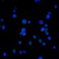 Anti-Bcl-2 Rabbit Monoclonal Antibody