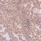 Anti-Bcl-2 Rabbit Monoclonal Antibody