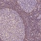 Anti-Bcl-2 Rabbit Monoclonal Antibody