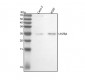 Anti-Lin28 LIN28A Rabbit Monoclonal Antibody