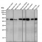 Anti-FOXA2/Hnf3B Rabbit Monoclonal Antibody