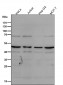 Anti-MyoD1/Myod Rabbit Monoclonal Antibody